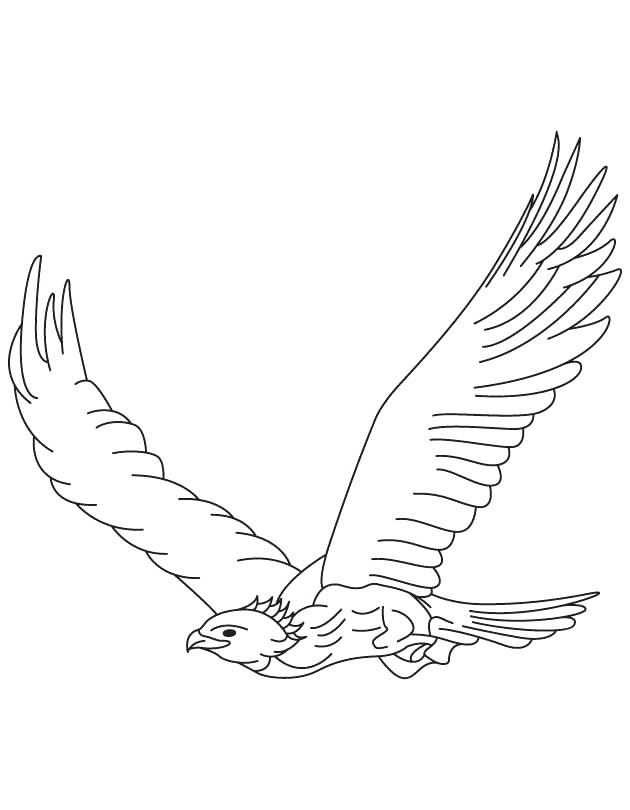630x810 Eagle Color Page Golden Eagle In Flight Coloring Page Harpy Eagle