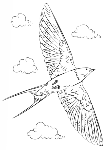 341x480 Barn Swallow In Flight Coloring Page Free Printable Coloring Pages