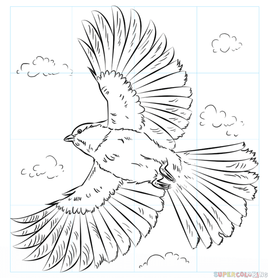 553x575 How To Draw A Chickadee In Flight Step By Step Drawing Tutorials