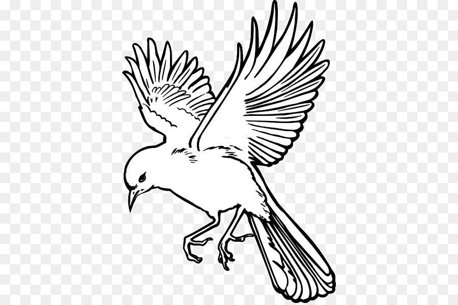 900x600 Birdwatching Flight Drawing Clip Art