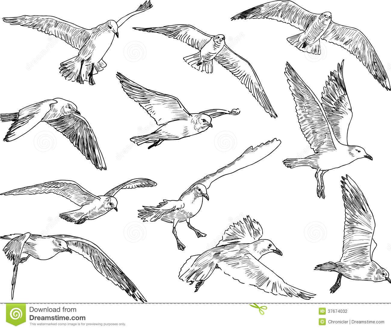 1300x1097 Flock Of Seagulls Stock Photography