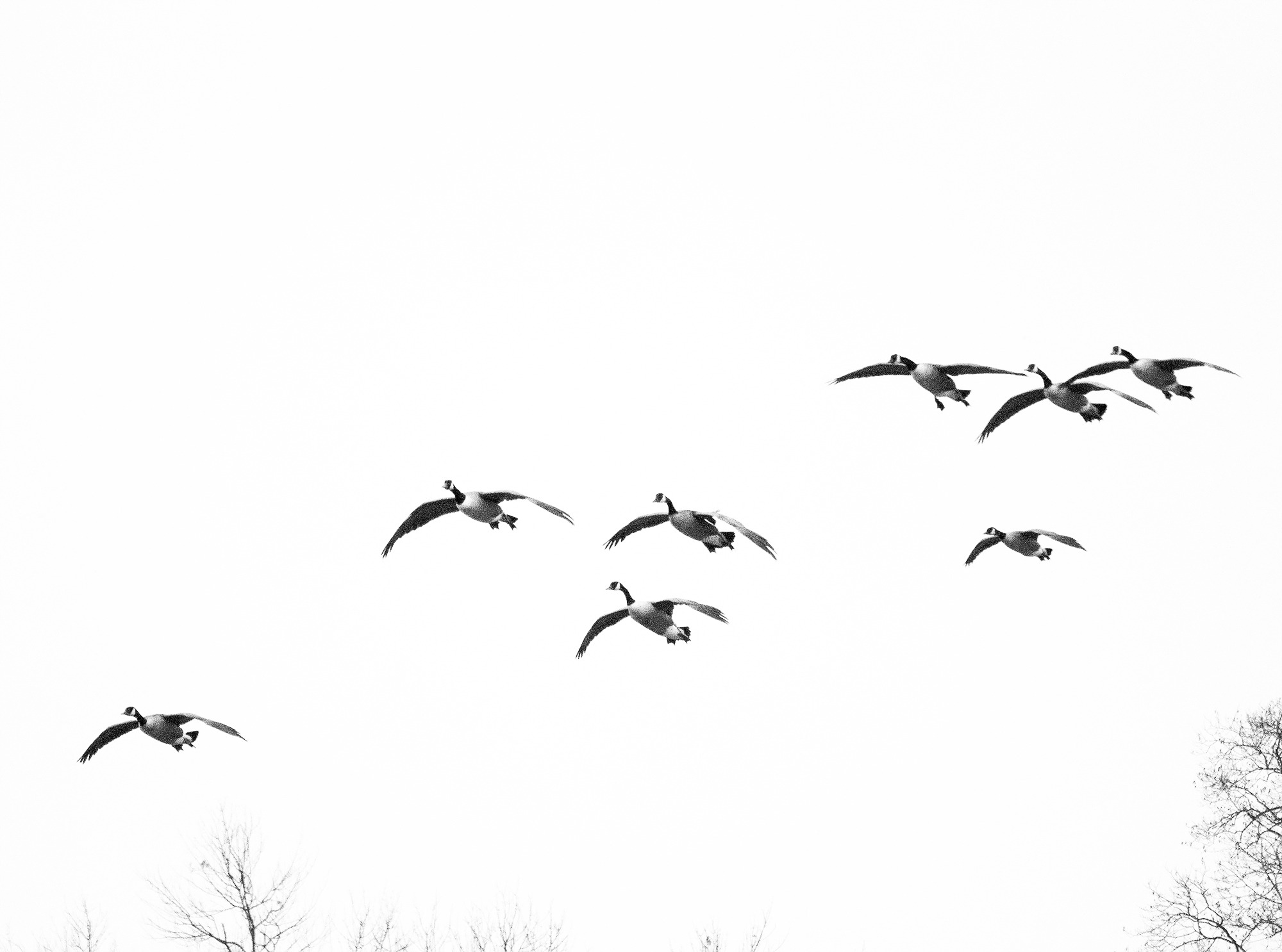 2000x1486 Free Images Branch, Wing, Flock, Line, Flight, Sketch, Drawing