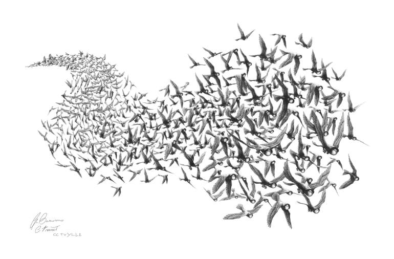 770x506 Saatchi Art Flock Drawing By Gianluca Bonomo Cctvylle Project