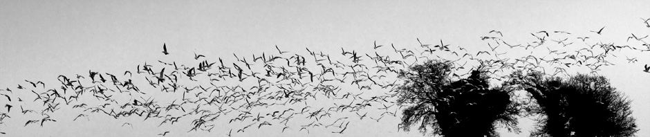 940x198 August 2010 Drawing With Pixels