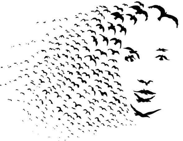 590x456 Birds Of A Feather, Flock Feathers, Drawing Birds