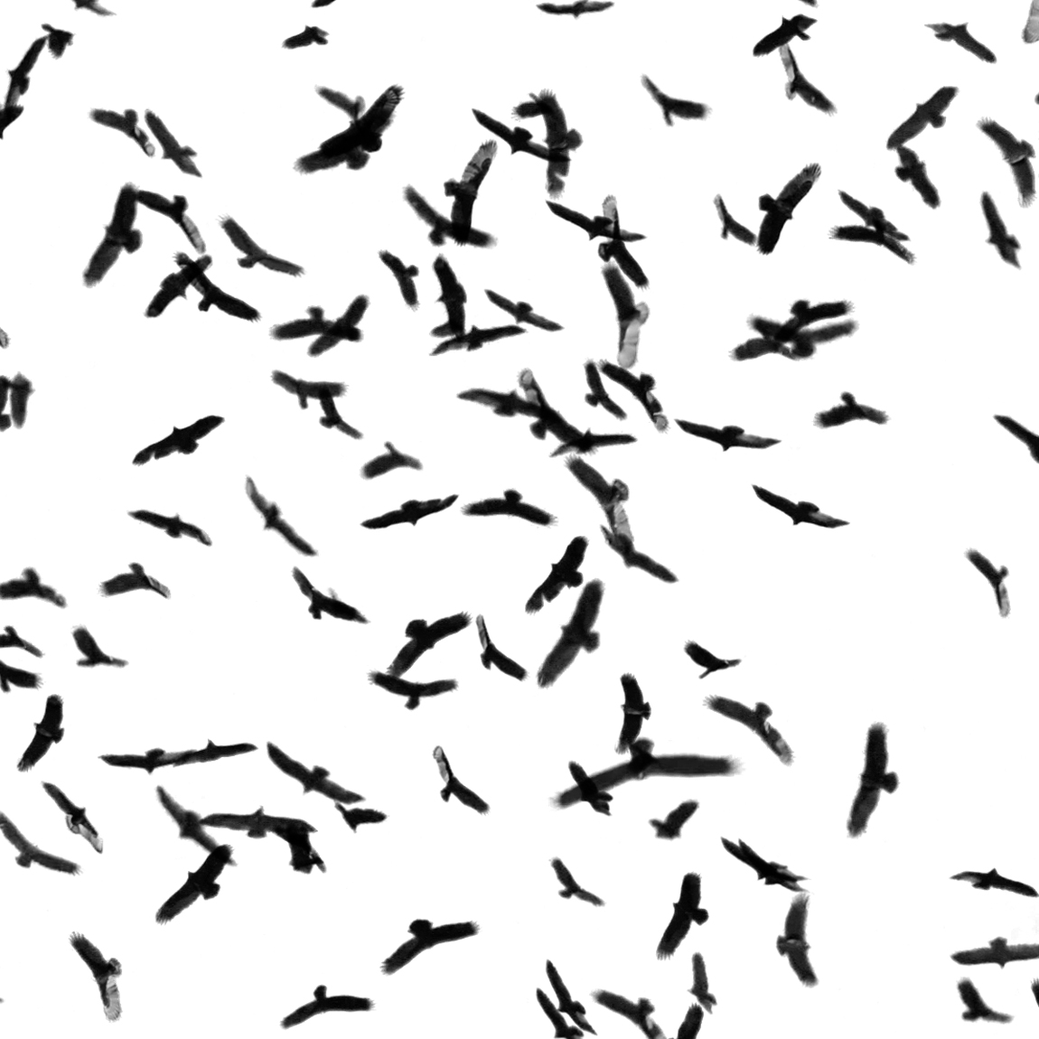 1150x1150 Be You. Photography Bird Swarm 16 Be You.