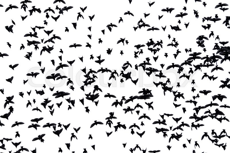 800x533 A Flock Of Migratory Birds. Set Of Black Silhouettes Of Birds