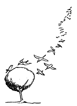 252x346 Birds Flock To Tree