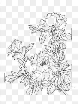 260x349 Flowers Line Drawing Png Images Vectors And Psd Files Free
