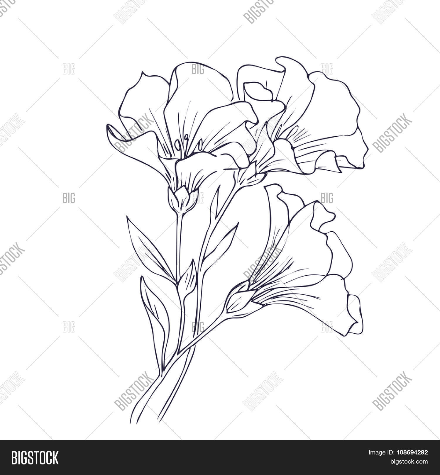 1500x1620 Hand Drawn Vector Flowers. Floral Vector Amp Photo Bigstock