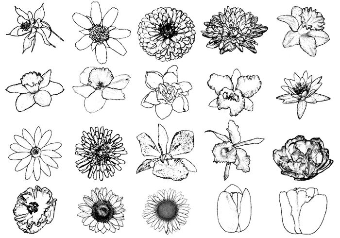 700x490 Ink Drawing Flower Brushes Free Photoshop Brushes