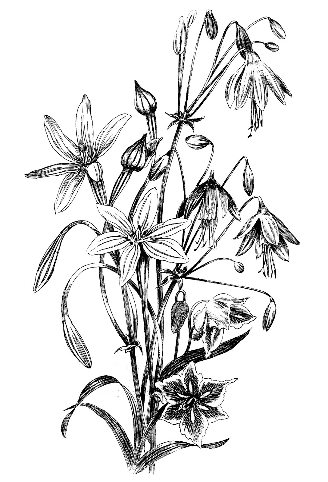 1089x1600 Black And White Floral Drawing