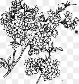 260x277 Peony Flower Line Drawing, Peony, Line Drawing, Artwork Png Image