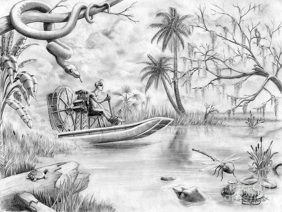 900x678 Everglades Florida Drawing By Murphy Elliott