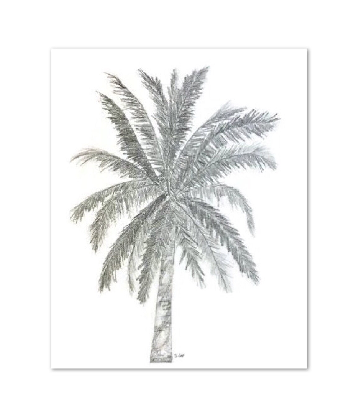 1169x1322 Original Pencil Sketch, Palm Tree Drawing, Palmtree Tropical