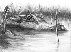 300x218 Florida Gator Drawings Fine Art America