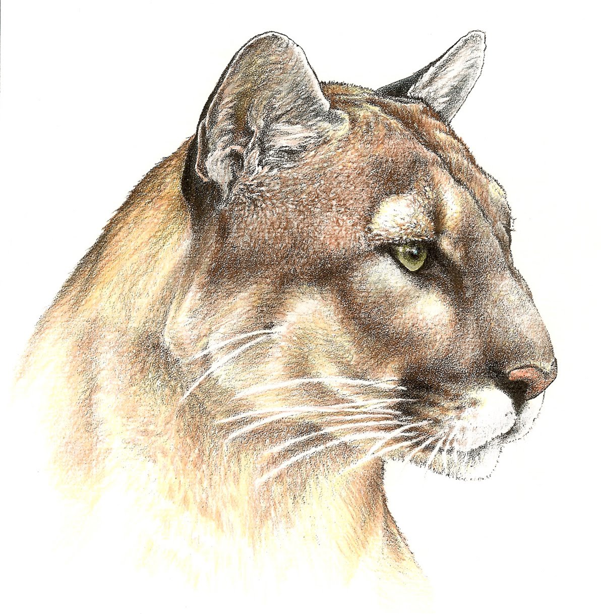 1192x1218 Florida Panther Profile Kenny Oliver's Art