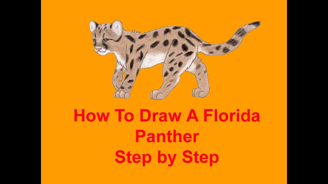 1280x720 How To Draw A Florida Panther Step By Step