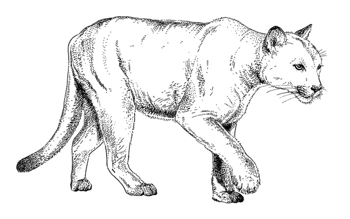 714x448 Illustrations For Atlanta Magazine