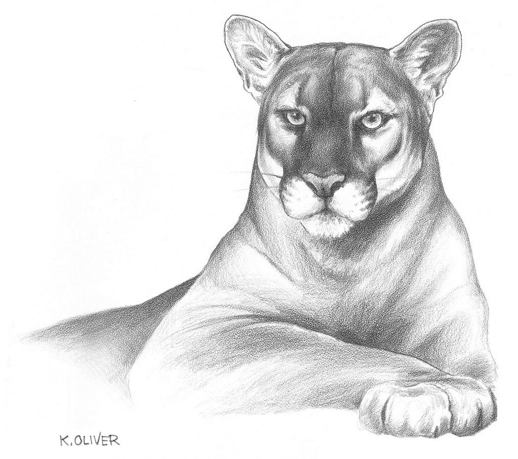1024x906 Florida Panther Kenny Oliver's Art
