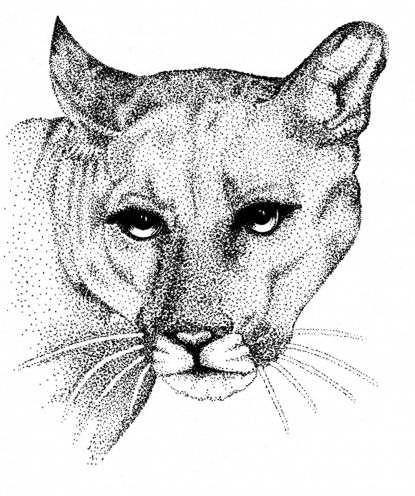 415x496 Florida Panther Drawing By Graham Wiatt