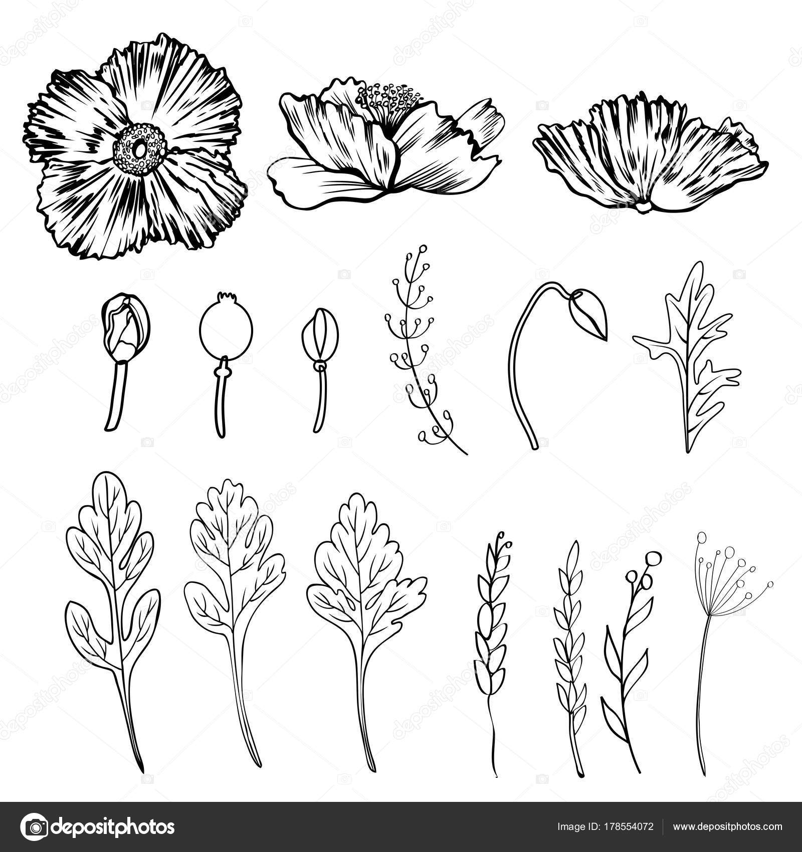 1600x1700 Poppy Flower, Bud, Leaves Vector Ink Sketch Hand Drawn