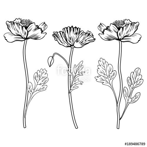 500x500 Poppy Flowers, Bud, Leaves Vector Hand Drawn Outline Illustration