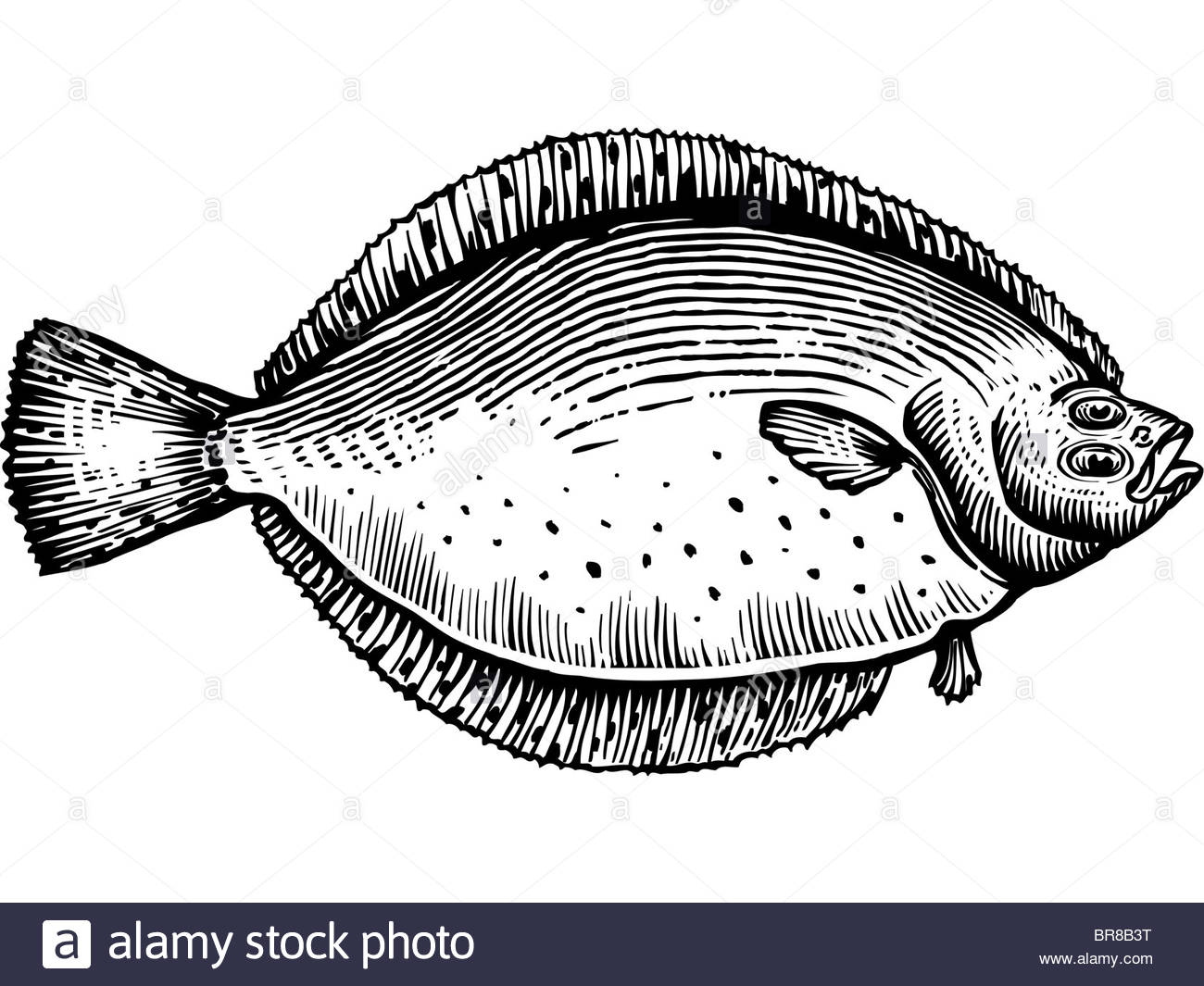 1300x1065 A Black And White Drawing Of A Flounder Stock Photo 31531804