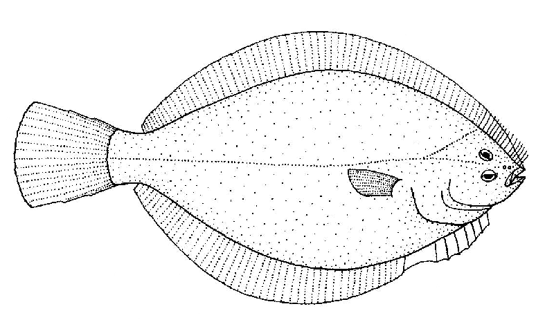 800x466 Filerhombosolea Leporina (Yellowbelly Flounder).gif