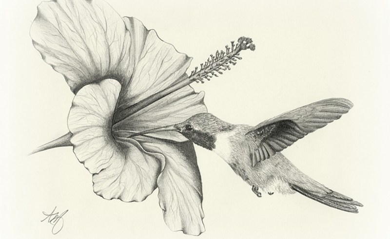800x491 Hummind Bird Flower Sketch Gardening Flower And Vegetables
