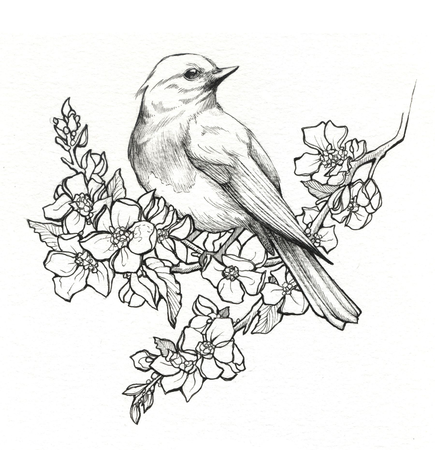 1800x1860 Pictures Drawings Of Flowers And Birds,
