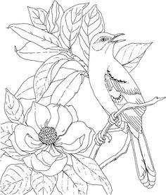 236x276 Virginia Cardinal Coloring Page Purple Kitty Coloring Pages