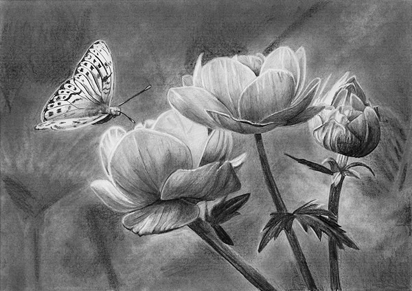 600x424 How To Draw A Butterfly On A Flower Online Art Lessons