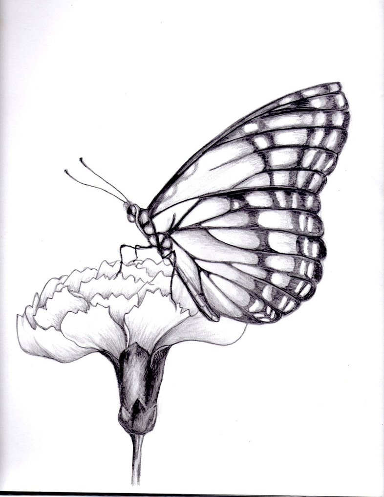 786x1017 Drawings Of Flowers And Butterflies My Drawing Of A Butterfly