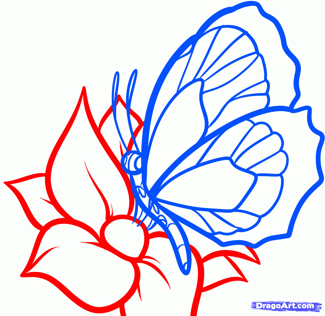 1076x1047 How To Draw A Butterfly On A Flower, Butterfly And Flower Step 6