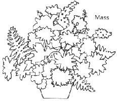 231x199 American Rose Society