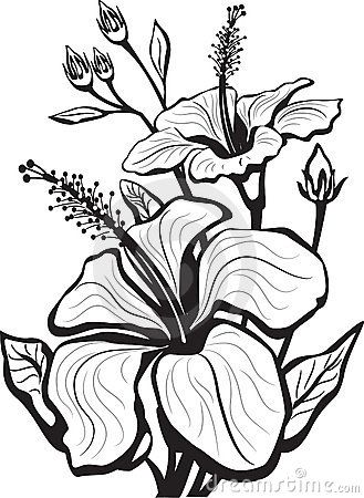 329x450 Gallery Picture Drawing Flower Art,