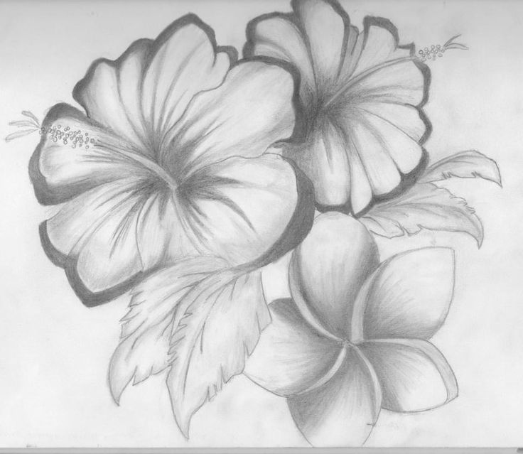 736x639 Drawings Of A Flower