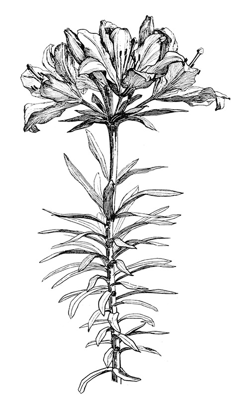 488x827 Flower Sketches