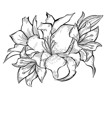 380x400 Lily Flower Black And White Drawing Black And White Lily Drawing
