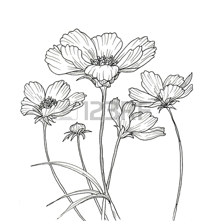 Flower Black And White Drawing At Getdrawings 