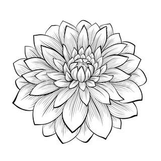 320x320 Line Drawing Dahlia Monochrome Black And White Dahlia Flower