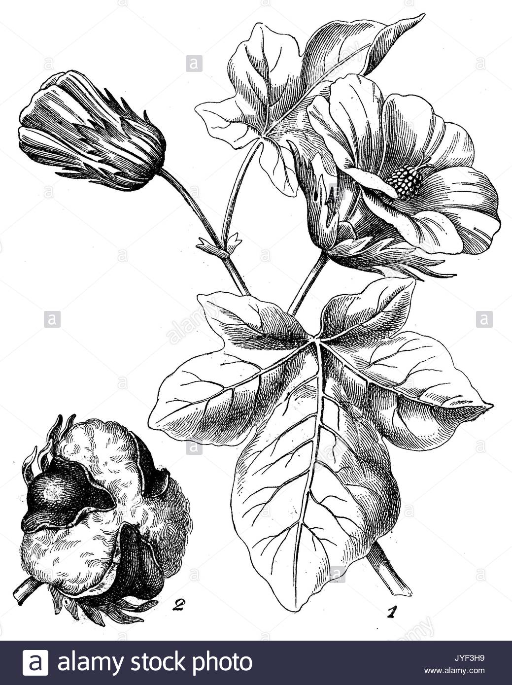 1039x1390 Cotton Plant Botanical Drawing Stock Photos Amp Cotton Plant