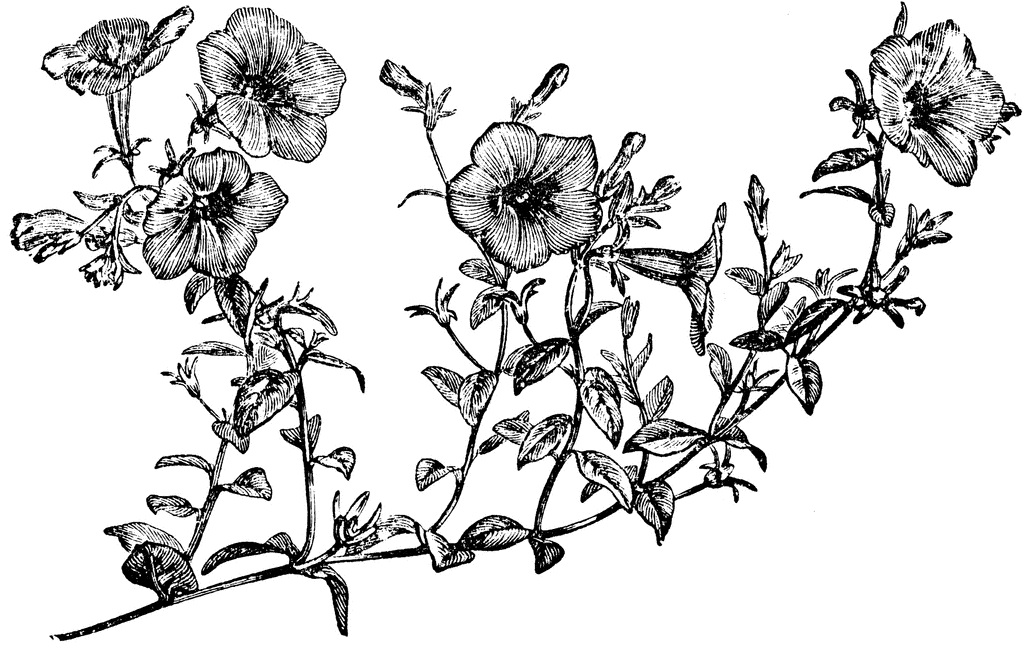 1024x645 Flowering Branch Of Petunia Violacea Clipart Etc
