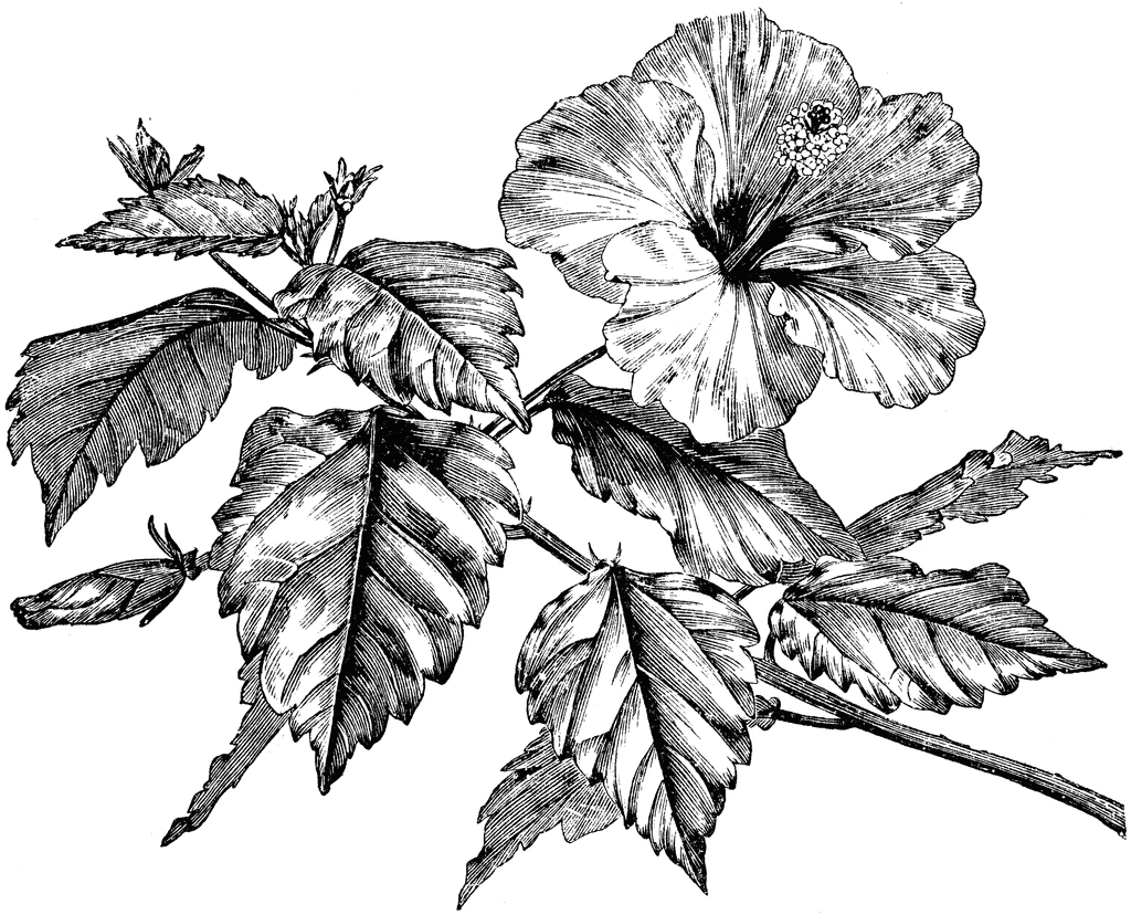 1024x828 Hibiscus Drawings Sketches Flowering Branch Of Hibiscus