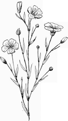 236x418 Awomaninscience Flower Sketches, Woman And Sketches