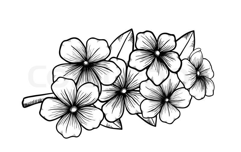 800x505 Branch Of A Blossoming Tree In Graphic Black White Style, Drawing
