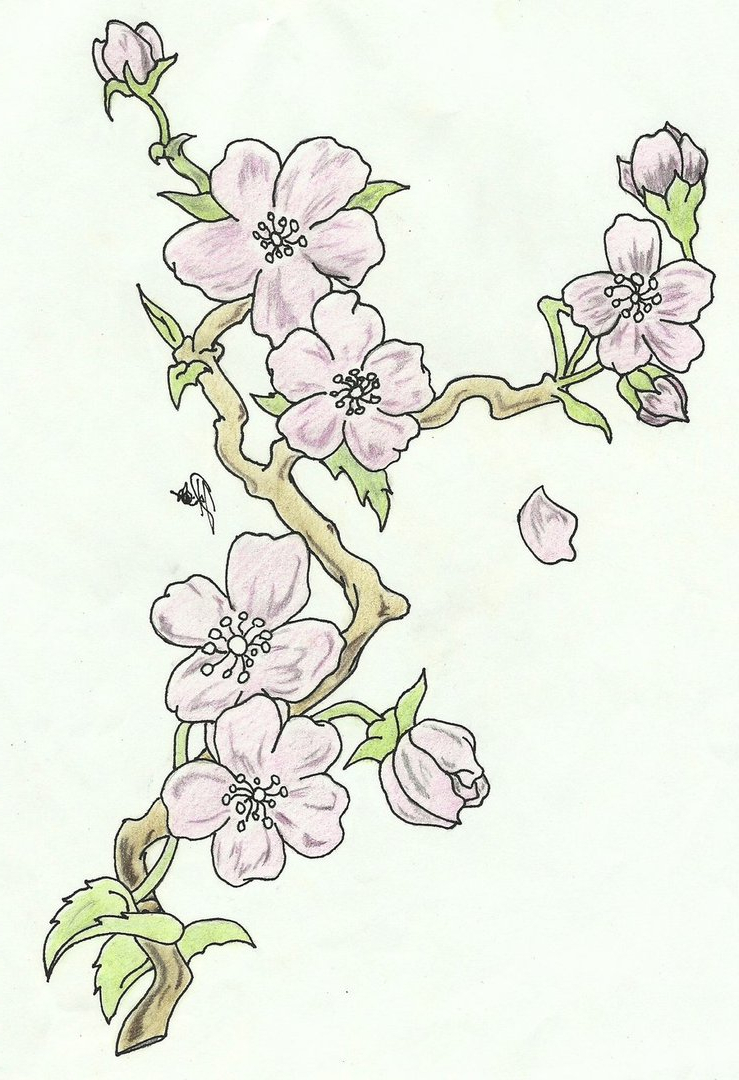 739x1080 Cherry Blossom Flower Branch Drawing Cherry Blossoms Branch