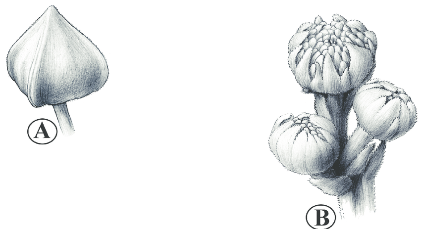 850x463 A) S. Lasiocoma Flower Bud (B) S. Eichleri Flower Buds