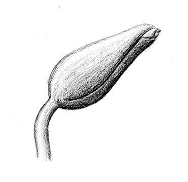 371x359 Creativeliz Home Of The Drawing A Day Project And Page 40